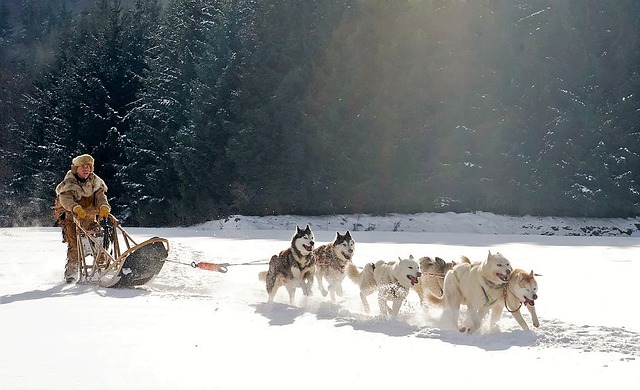 Dogscooting - Schlittenhunde